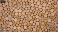 column seed