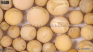 column seed