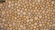 seed