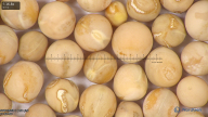 column seed