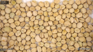 seed