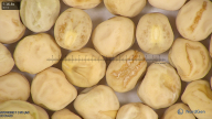 column seed