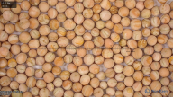 seed