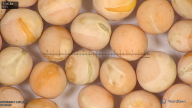 column seed
