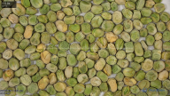 seed
