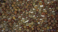 seed