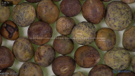 column seed