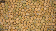 seed