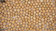 seed