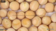 column seed