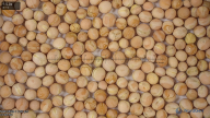 seed