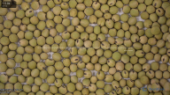 seed