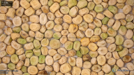 column seed