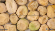column seed