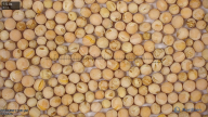 seed