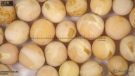 column seed