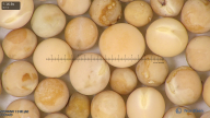 column seed