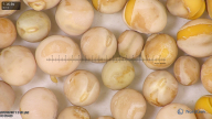 column seed