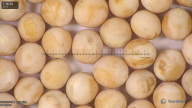column seed