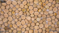 column seed