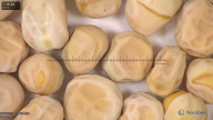 column seed