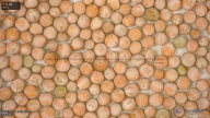 seed
