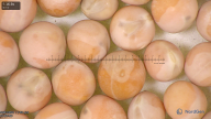column seed