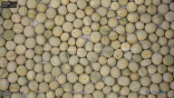 seed