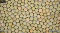 seed