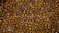 seed