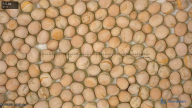 seed