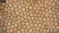 seed