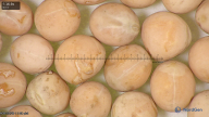 column seed