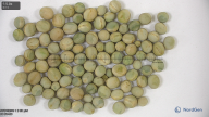 seed