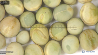 column seed