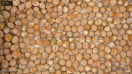 seed