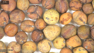 column seed
