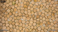 seed