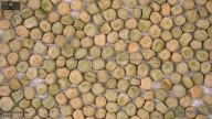 seed