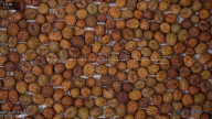 seed