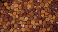 seed