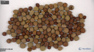 seed