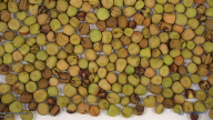 seed