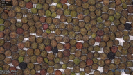 seed