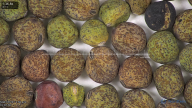 column seed