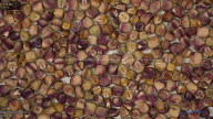 seed