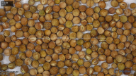 seed