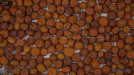seed