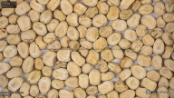 seed
