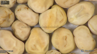 column seed